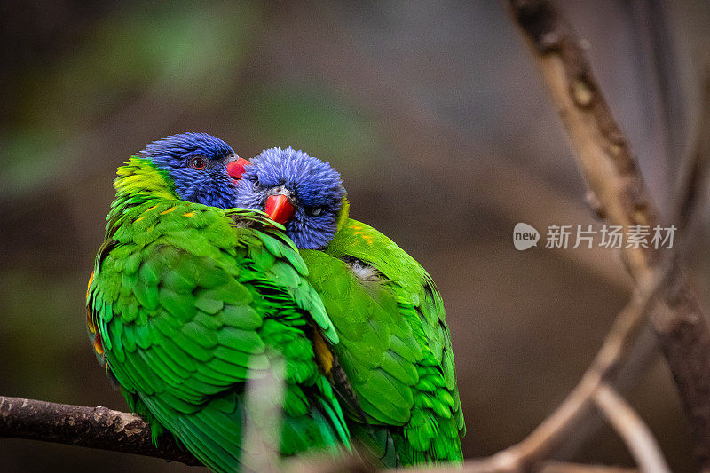 彩虹lorikeet (Trichoglossus moluccanus)。